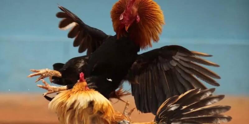 Chấp cân trong đá gà thomo được thực hiện khi có sự chênh lệch cân nặng